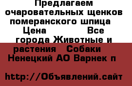 Предлагаем очаровательных щенков померанского шпица › Цена ­ 15 000 - Все города Животные и растения » Собаки   . Ненецкий АО,Варнек п.